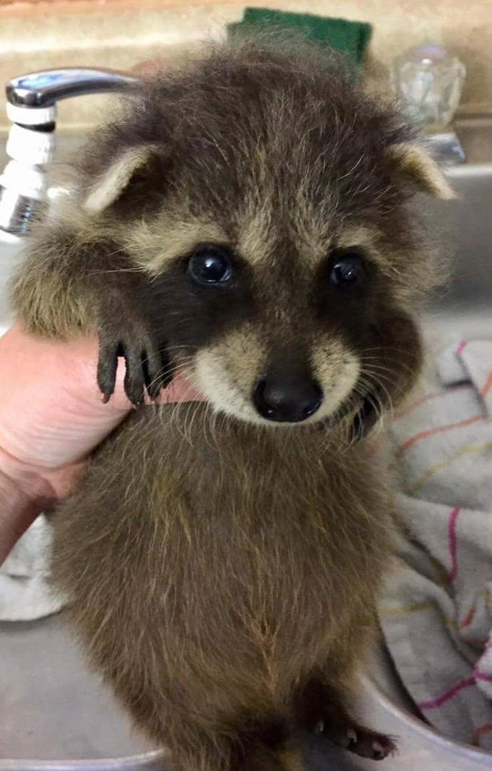 Raccoon Adoption Near Me