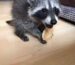 Buy Baby Raccoon Legally