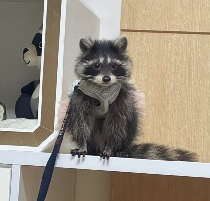 Pet Raccoon for Sale USA