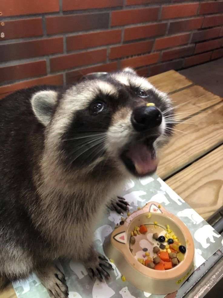  raccoon pets for sale in the USA