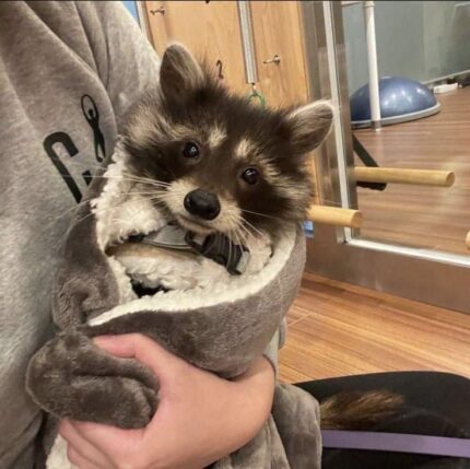 How to Adopt a Raccoon as a Pet