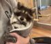 How to Adopt a Raccoon as a Pet