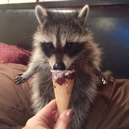 Where to Buy a Pet Raccoon Legally