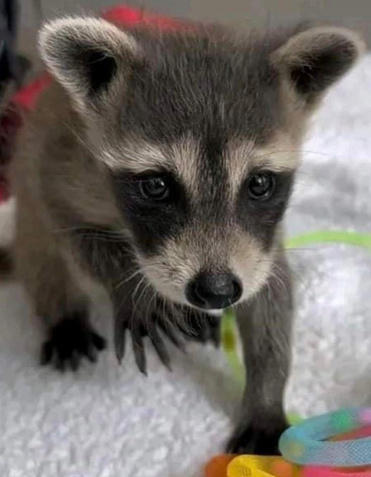 Raccoons Pets adoption in USA